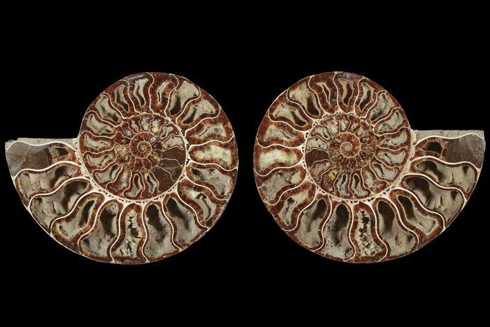 Agatized, Cut & Polished Ammonite Fossil - Madagasar #184273